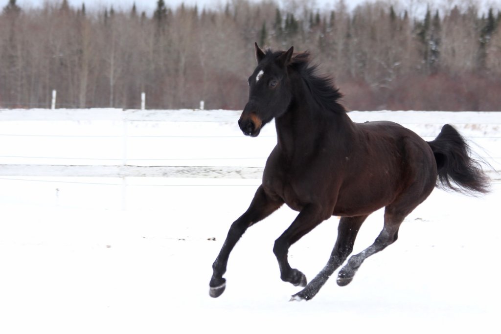 Standardbred vs Quarter Horse Comprehensive Comparison