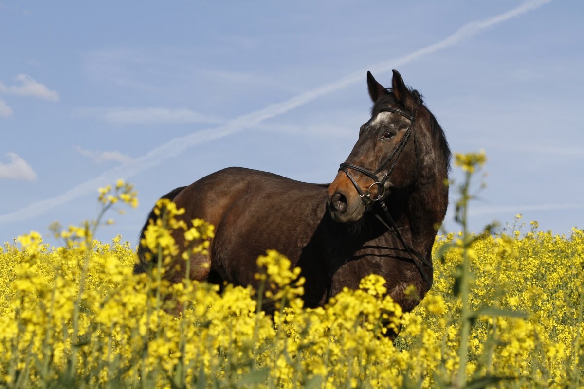 A warmblood horse in a mustard field A warmblood horse in a mustard field