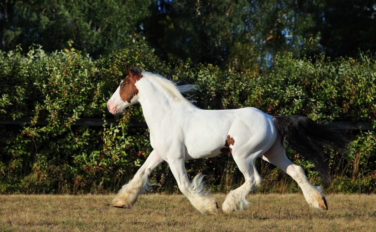 American Drum Draft Horse