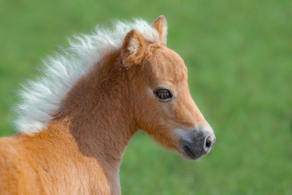 Shetland Pony vs Miniature Horse InDepth Comparison Guide