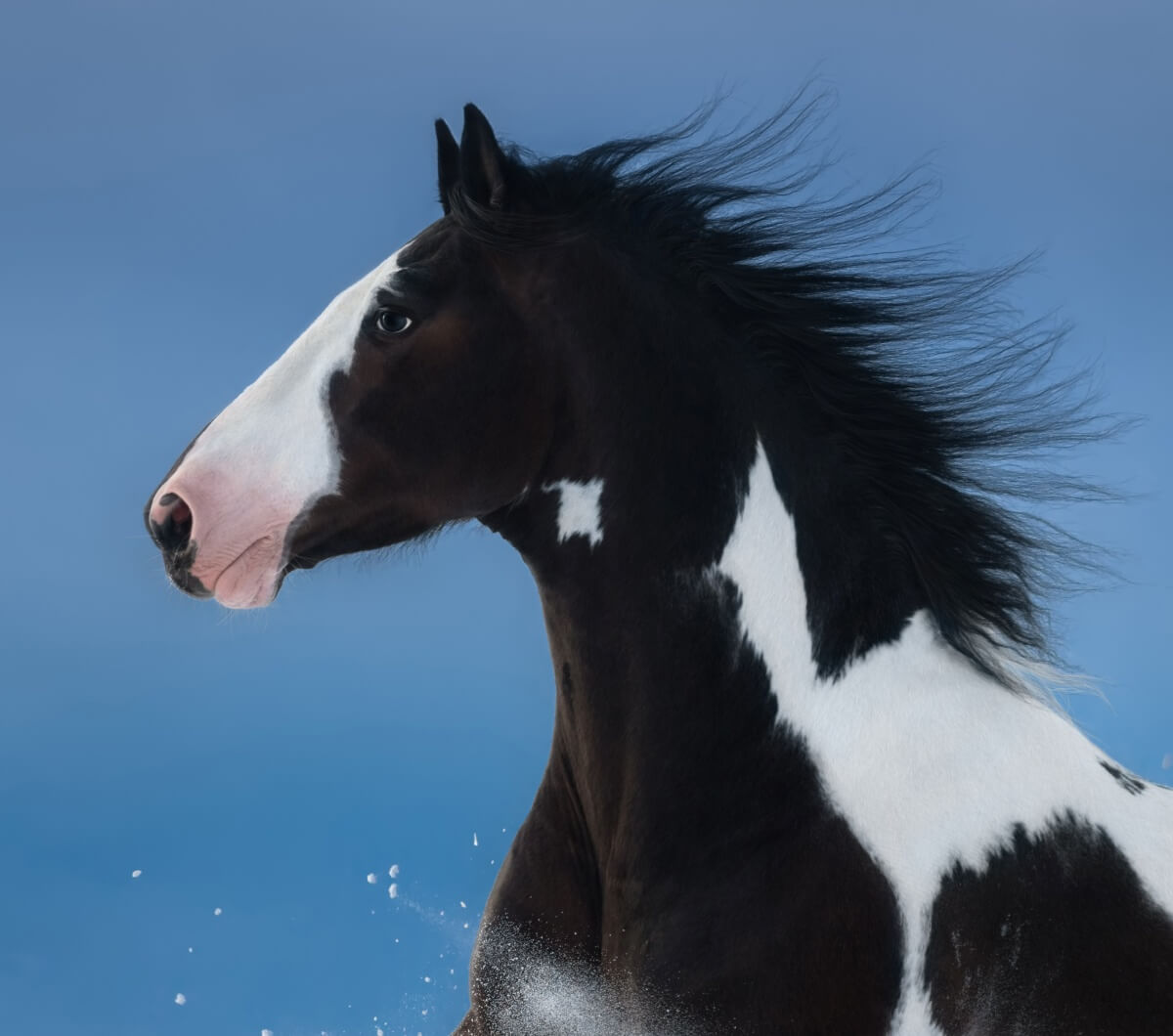 American Paint horse. Portrait on dark blue background