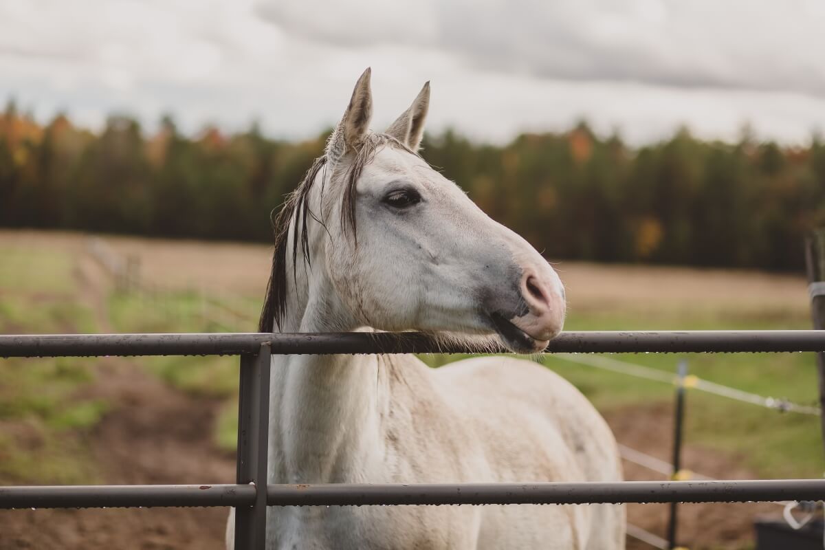 American Quarter Horse White
