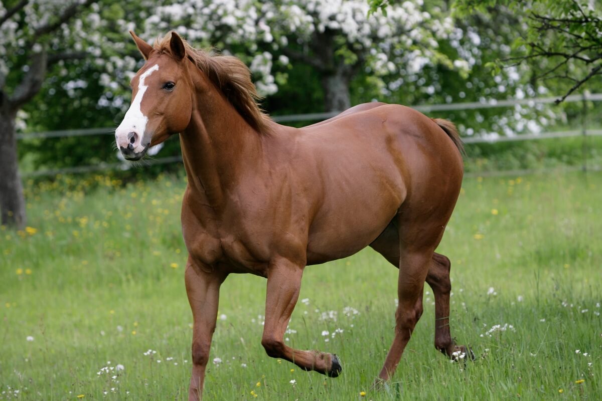 American Quarter horse with white flowers in background