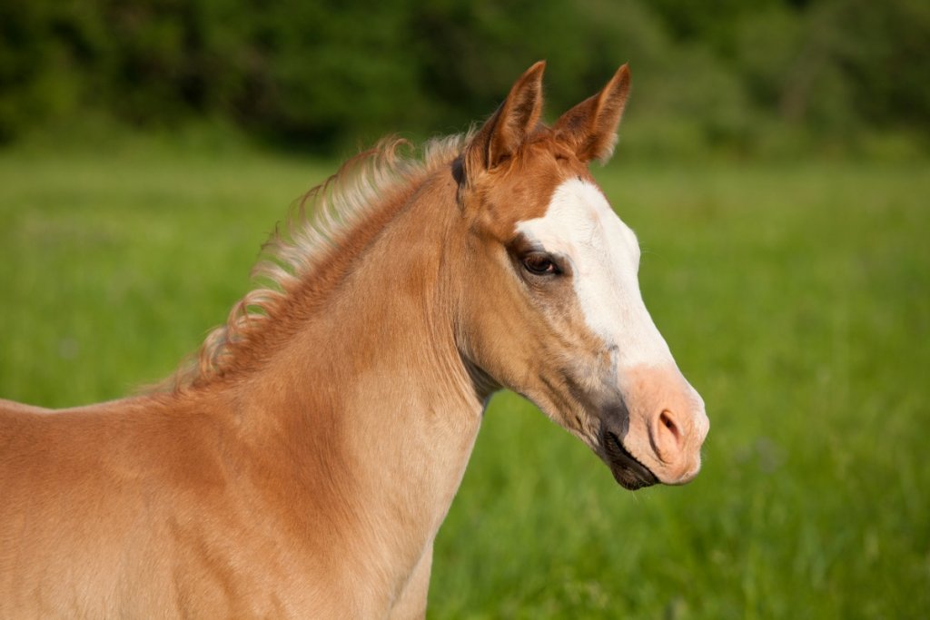 Is a Paint a Quarter Horse Key Differences Explored