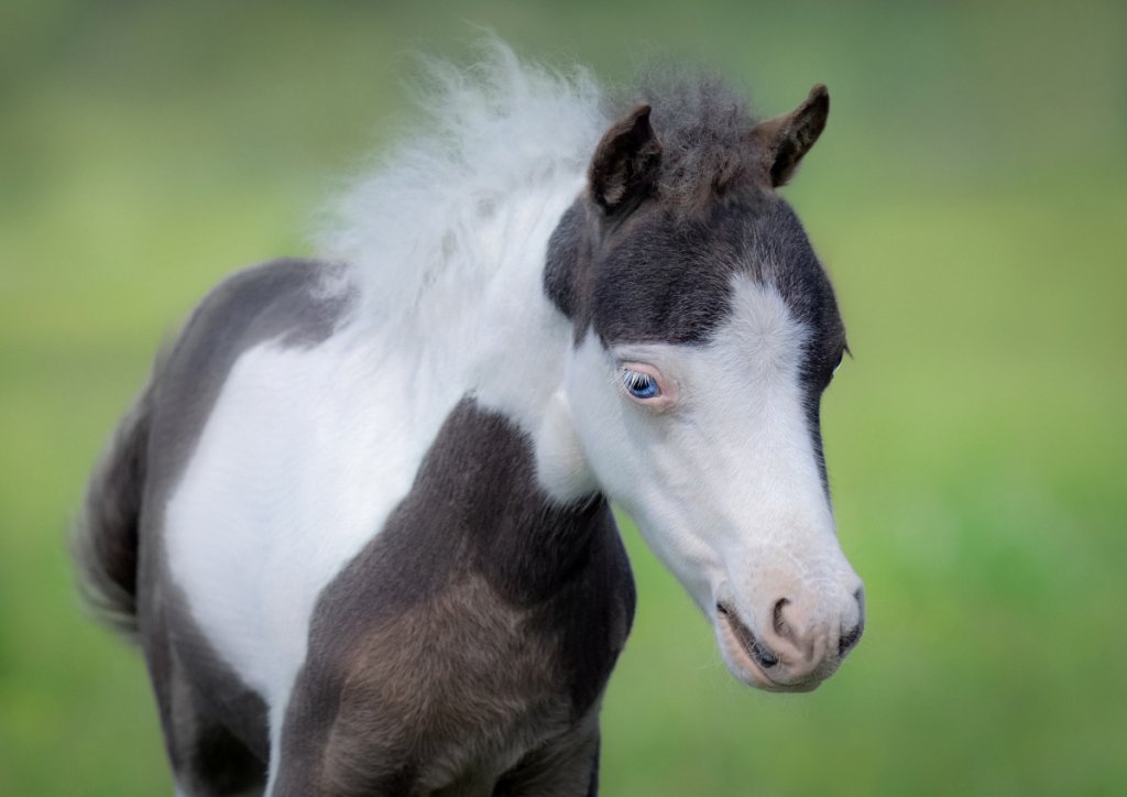 Shetland Pony vs Miniature Horse InDepth Comparison Guide