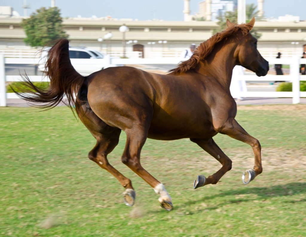 Arabian Horse vs American Horse InDepth Comparison Guide