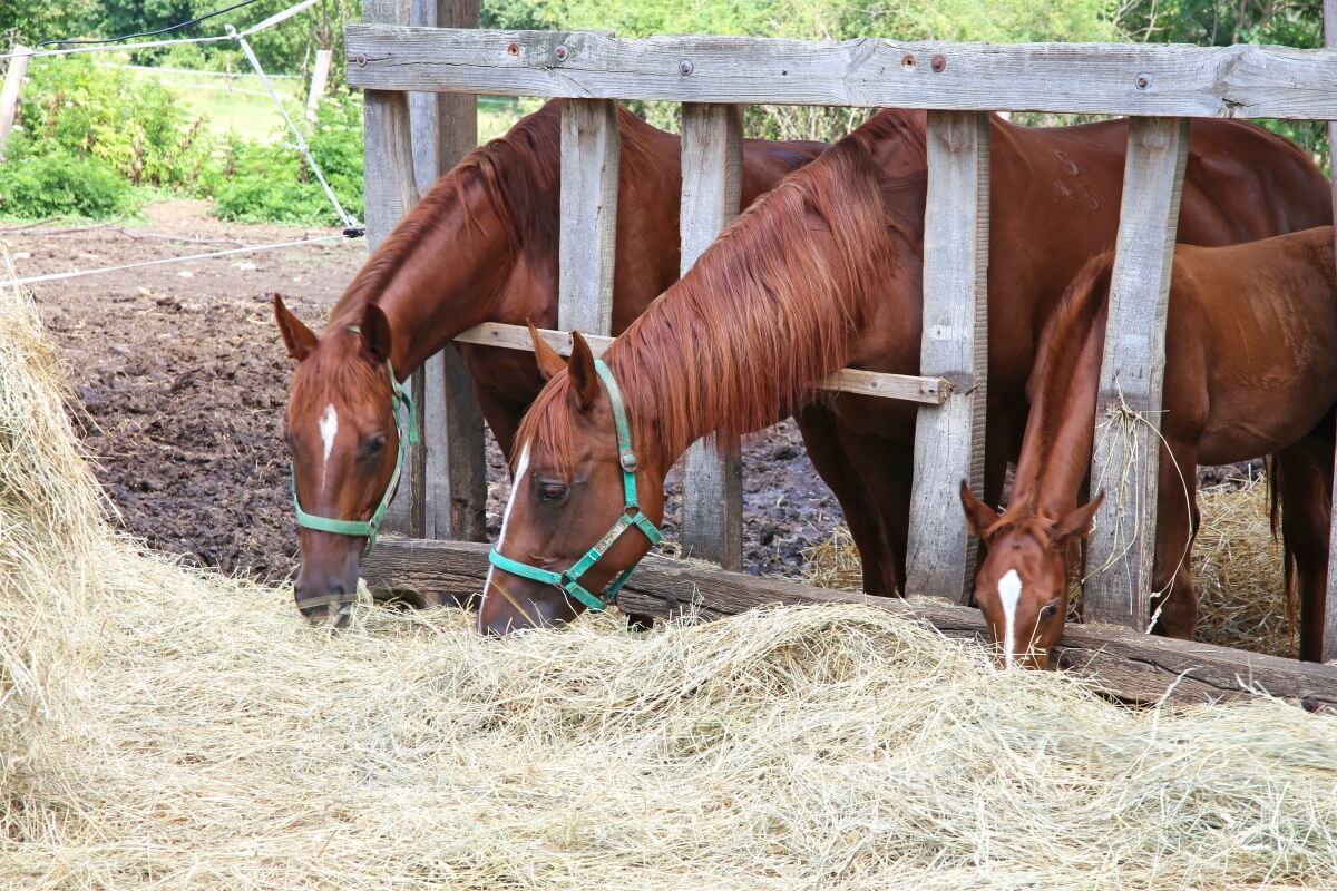 Anglo arabian chestnut gidran horses eating hay