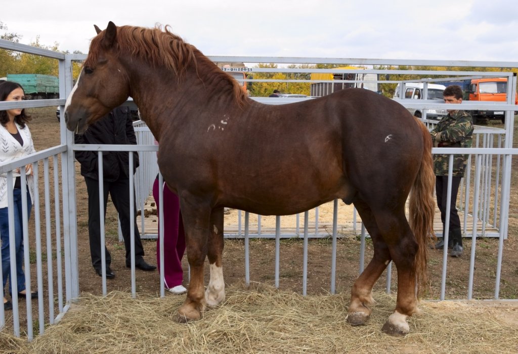 How Much Does a Draft Horse Cost The Complete Guide