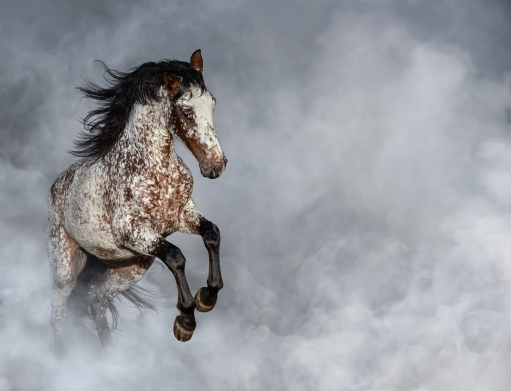 How Much Does an Appaloosa Horse Cost Comprehensive Guide