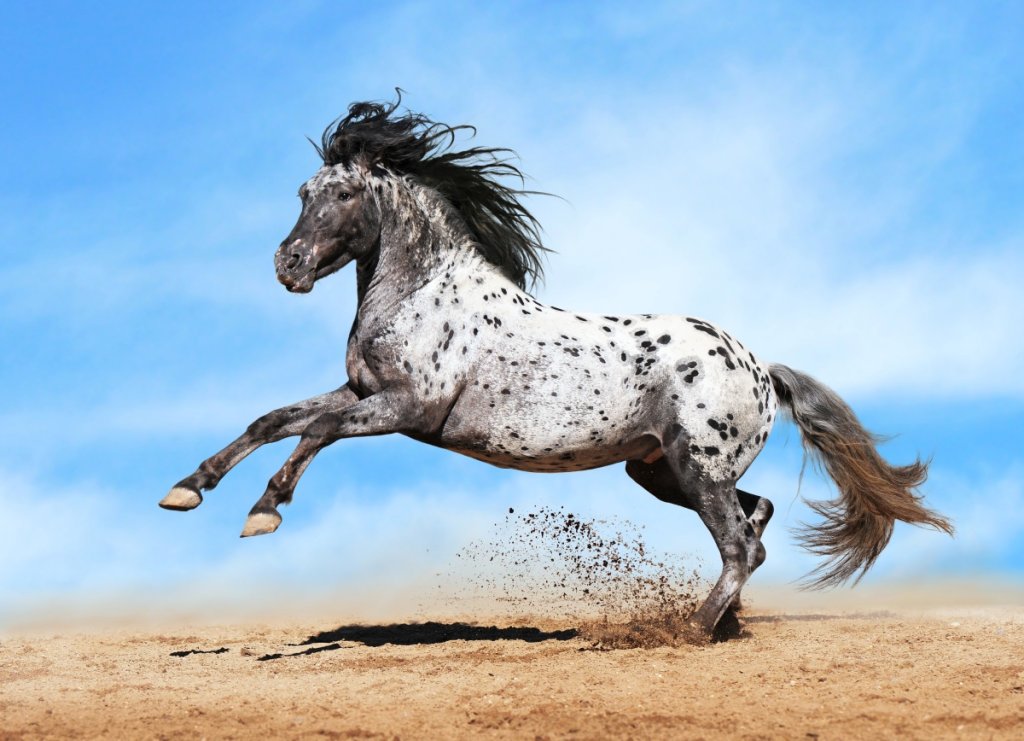 Paint Horse vs Appaloosa InDepth Comparison for Equestrians