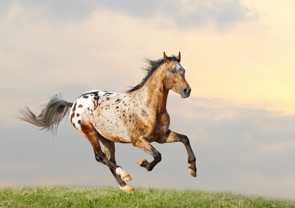 Paint Horse vs Appaloosa InDepth Comparison for Equestrians