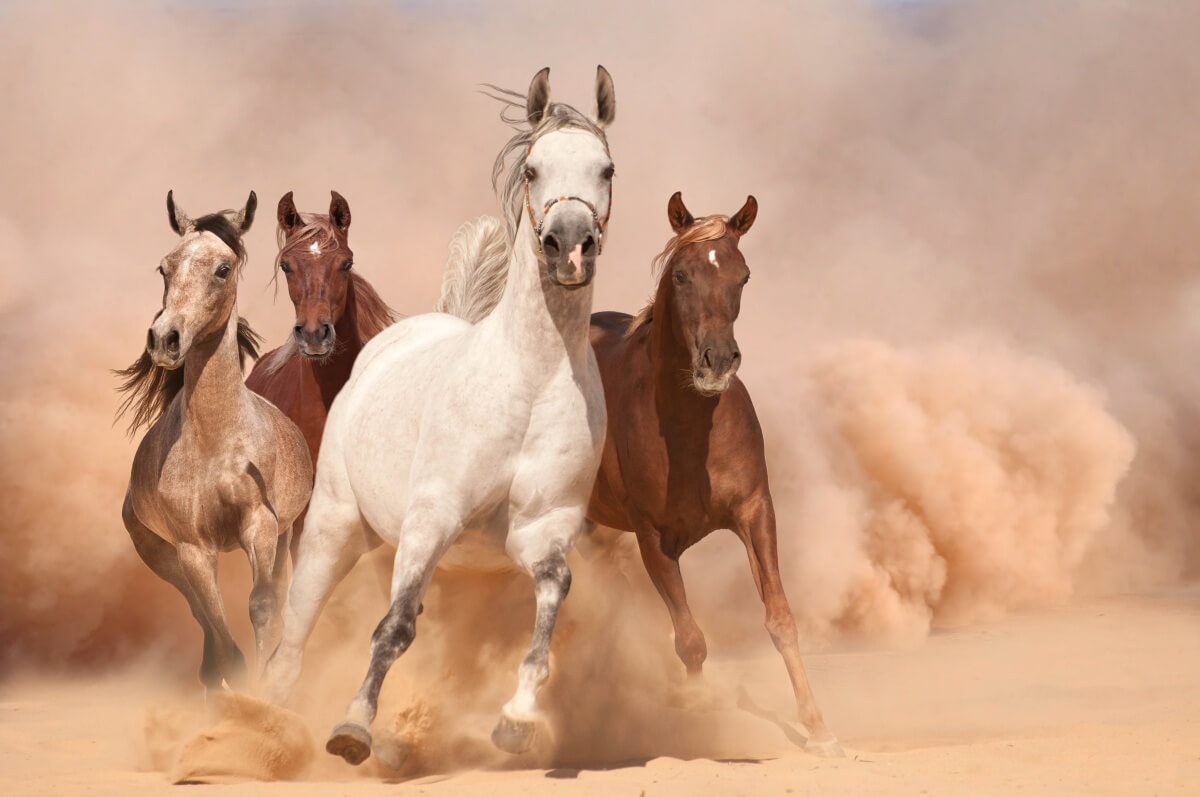 Arabian Horses running in dust
