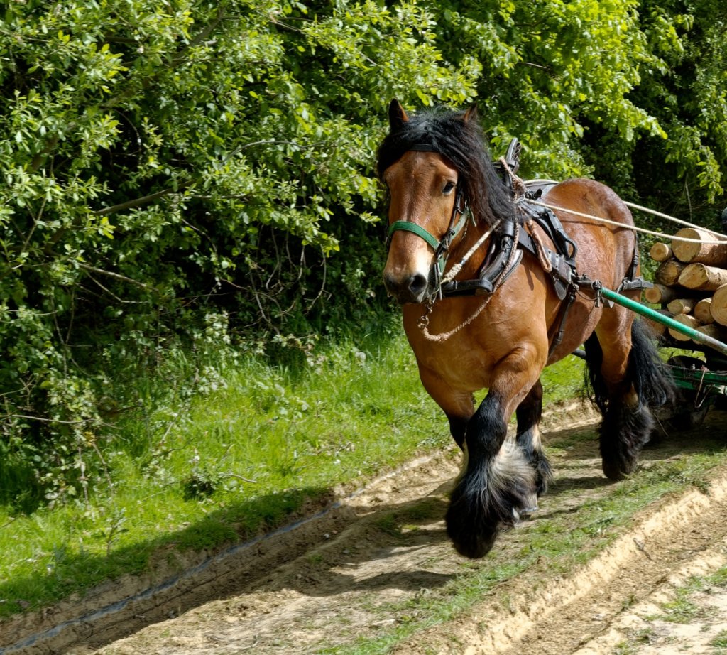 How Much Weight Can a Draft Horse Carry Detailed Guide