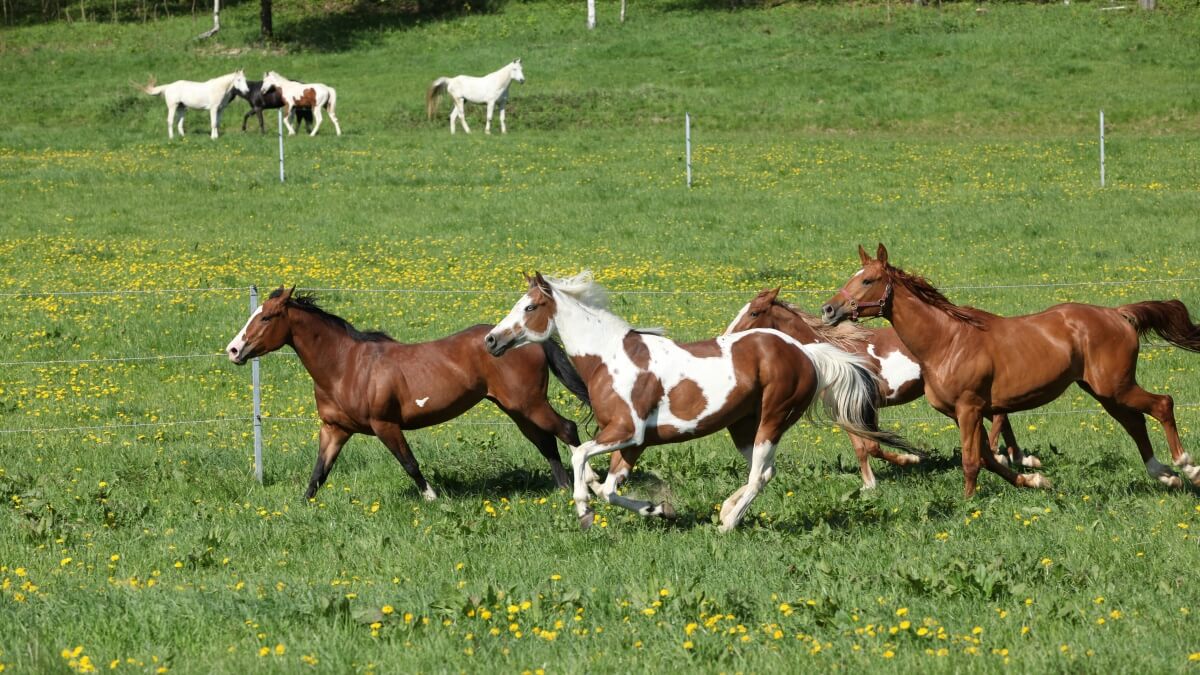 Batch of beautiful horses running on pasturage
