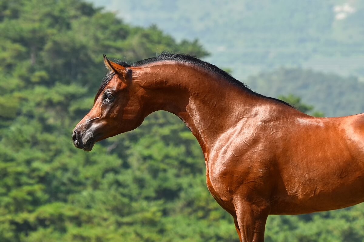 Bay purebred show type arabian stallion Bay purebred show type arabian stallion