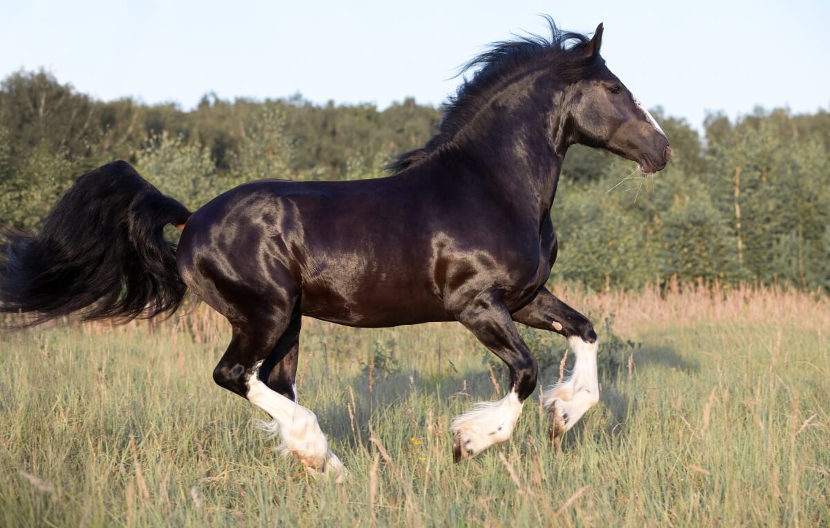 Beautiful Heavy Draft Horse