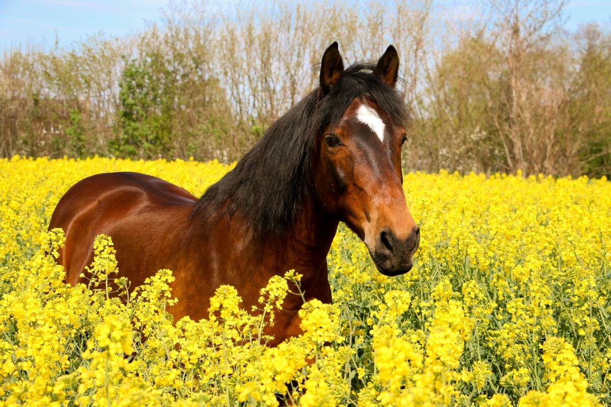 Beautiful brown quarter horse portrait in a yellow rape seed field