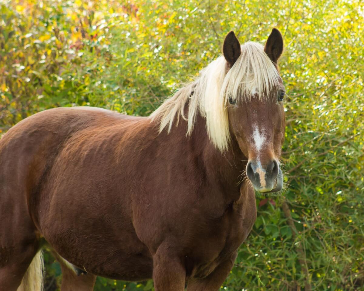 Belgian Morgan horse standing by wild bushes