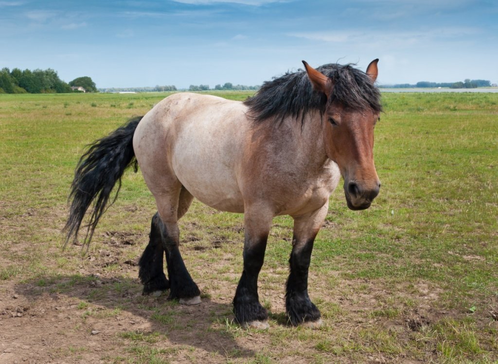 Draft Horse vs Quarter Horse Comprehensive Comparison Guide