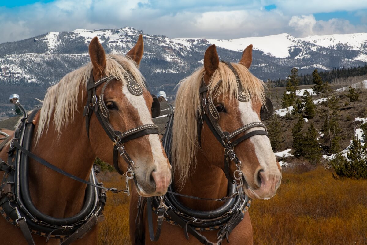 Belgian draft horses
