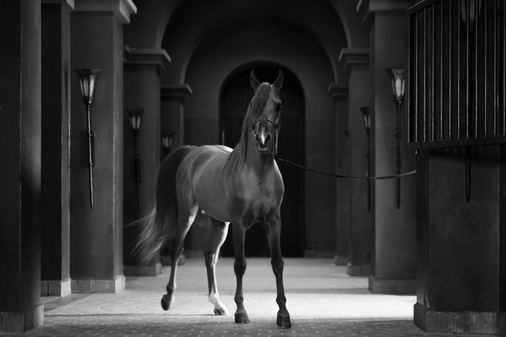 How Much Is a Black Arabian Horse Comprehensive Price Guide