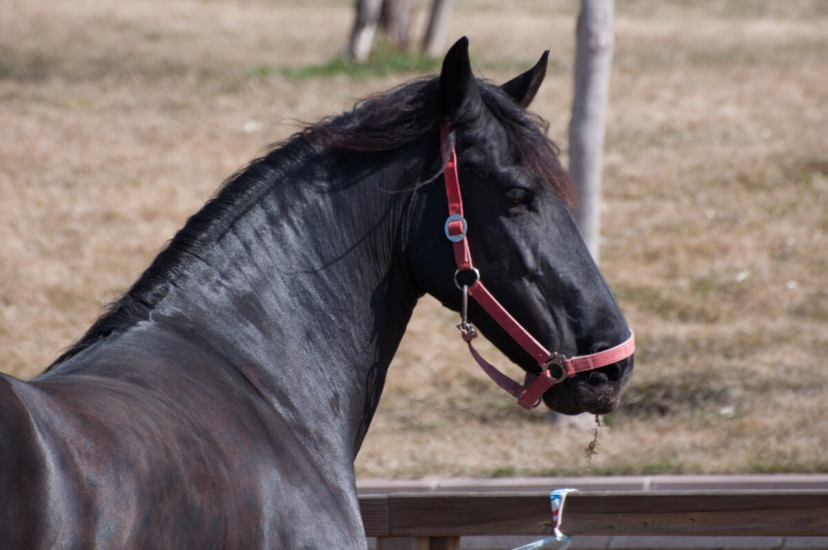 Black Friesian Horse at a stable