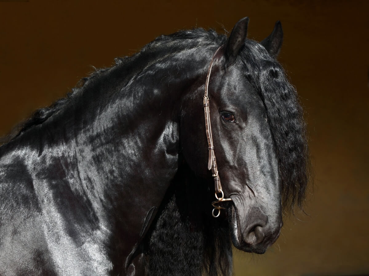 Black Friesian horse in dark stable