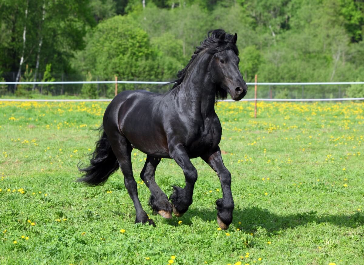 Black draft horse