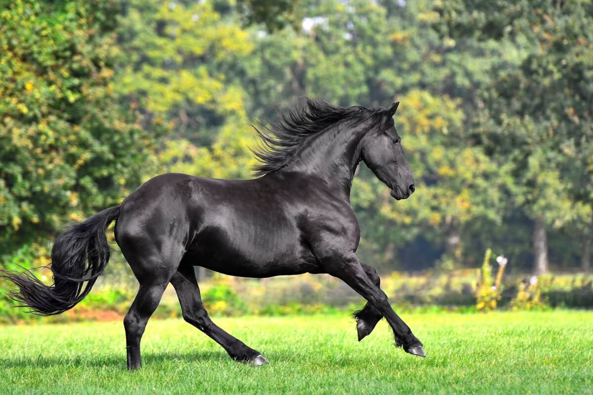 Black friesian horse with long mane running