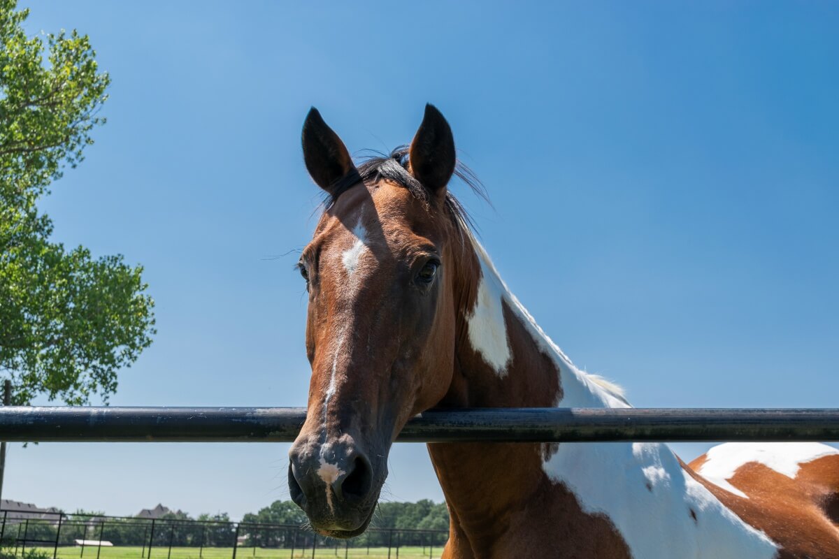 Brown and white paint horse looking over fence