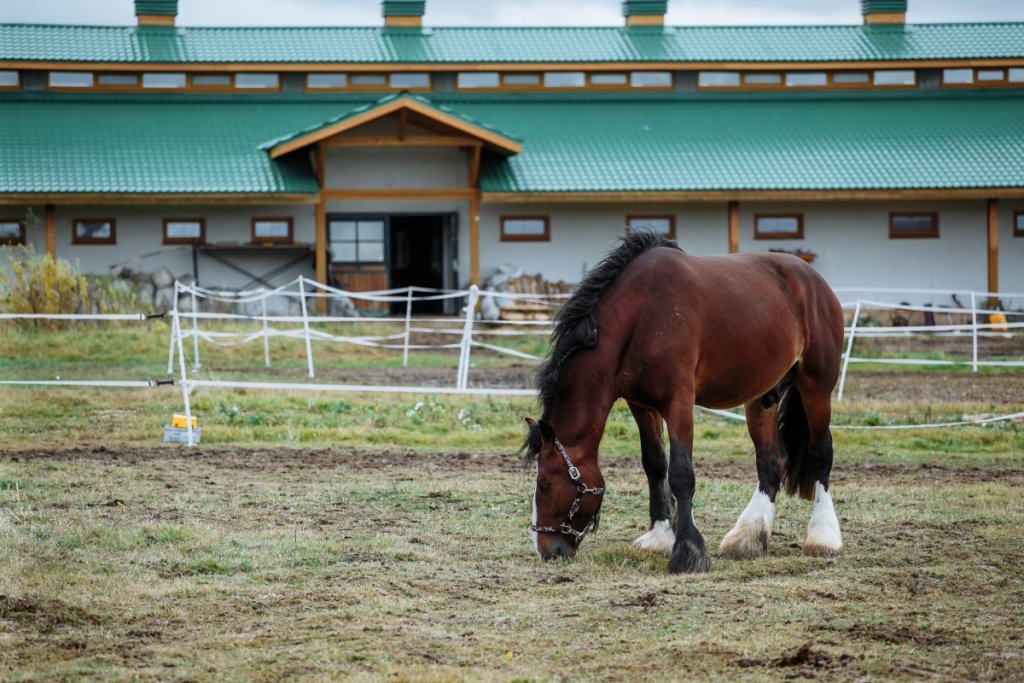 Where Did the Shire Horse Originate A Detailed Exploration