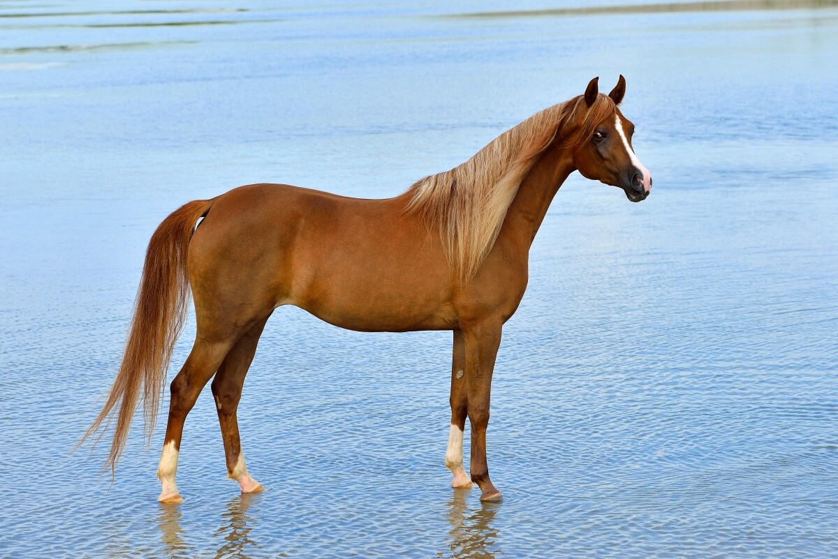 Chestnut arabian breed horse Chestnut arabian breed horse