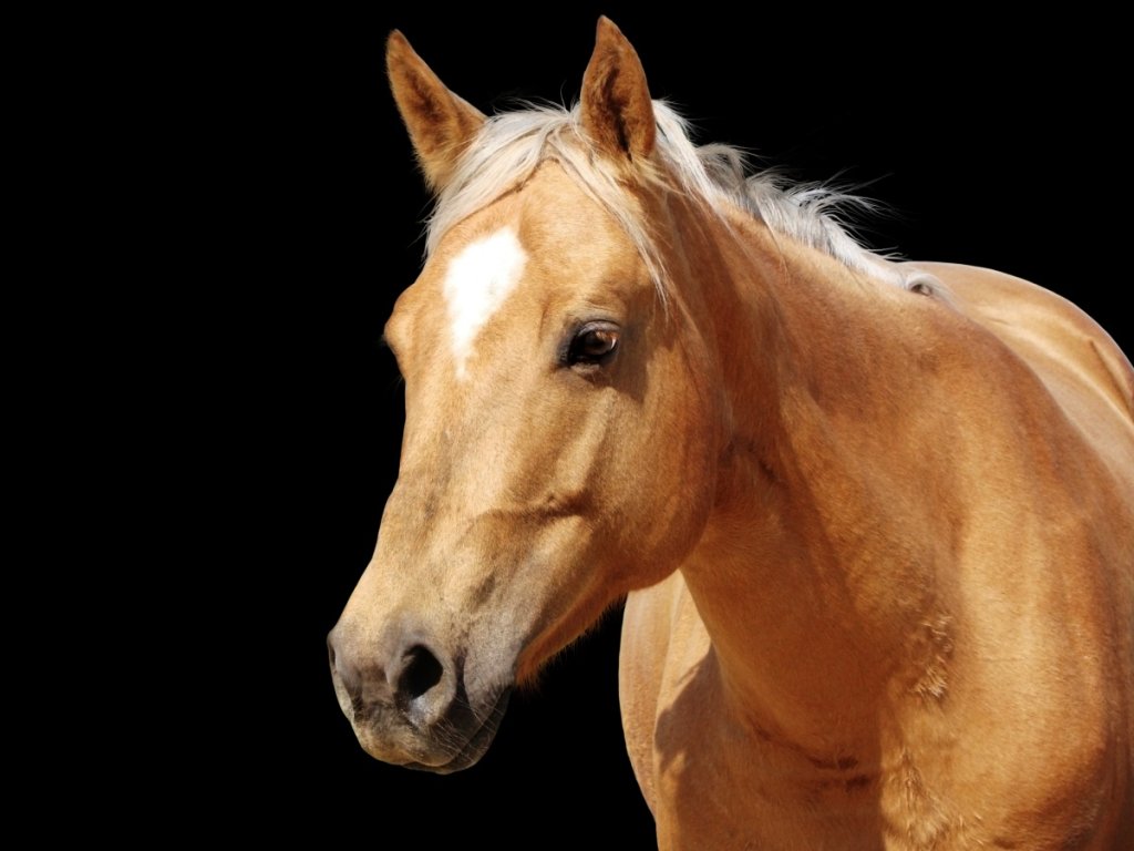 How Much is a Quarter Horse? InDepth Pricing Guide