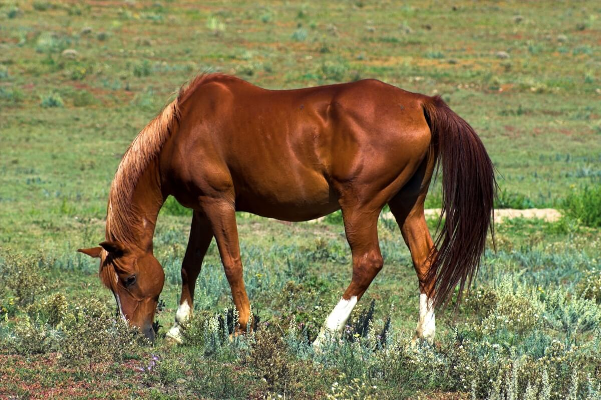 Close up of American Quarter Horse eating grass