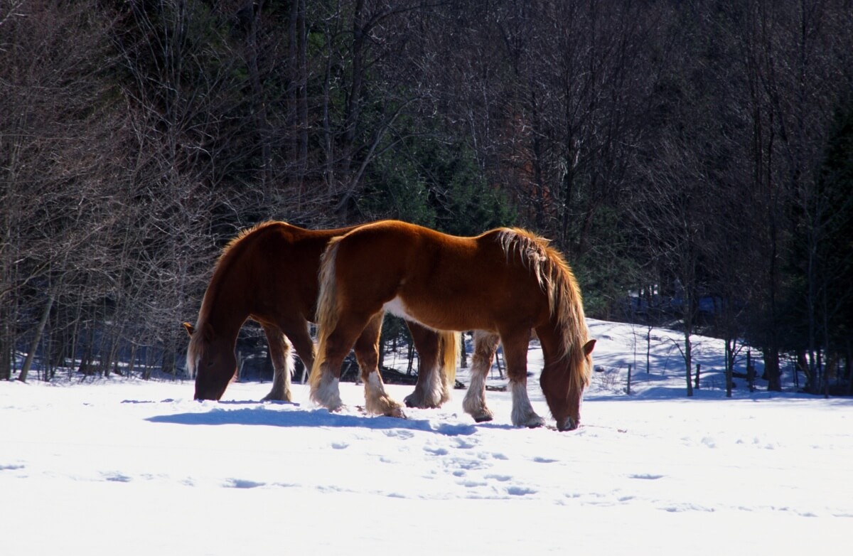 Clydesdale Horses in the snow on a bright day Clydesdale Horses in the snow on a bright day