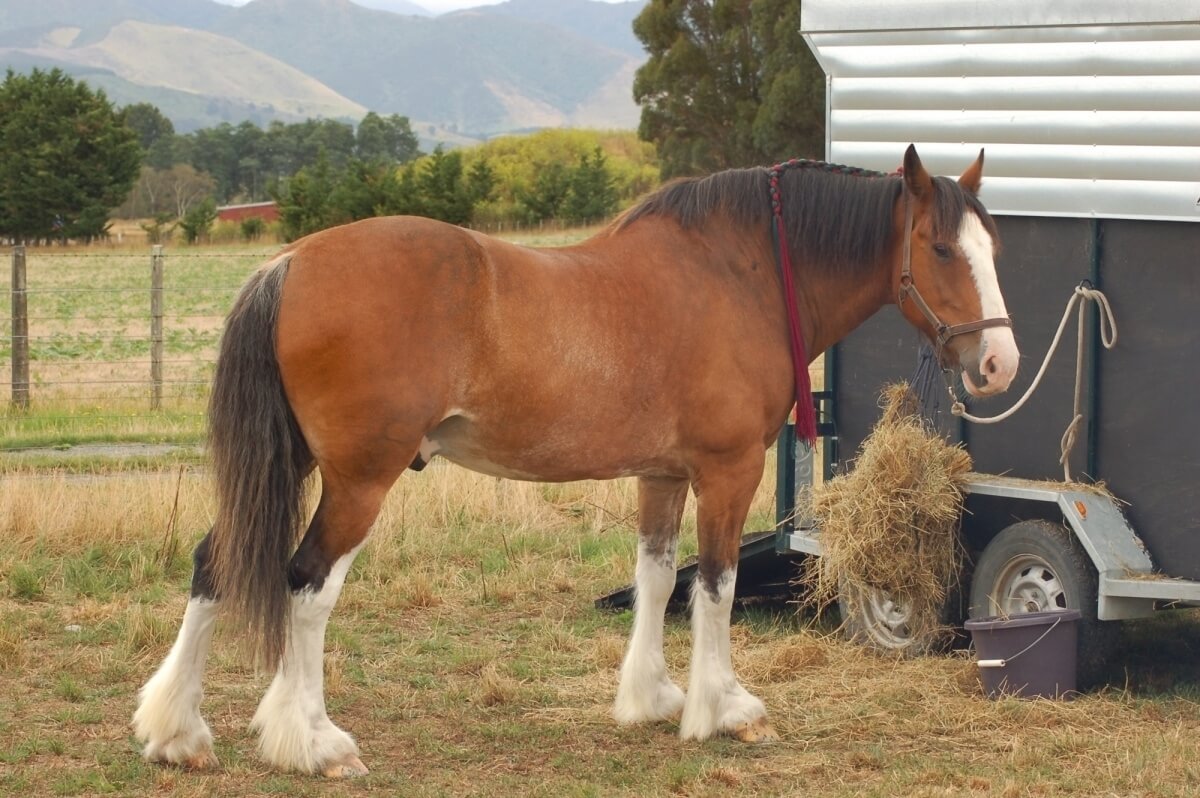 Clydesdale horse Standing