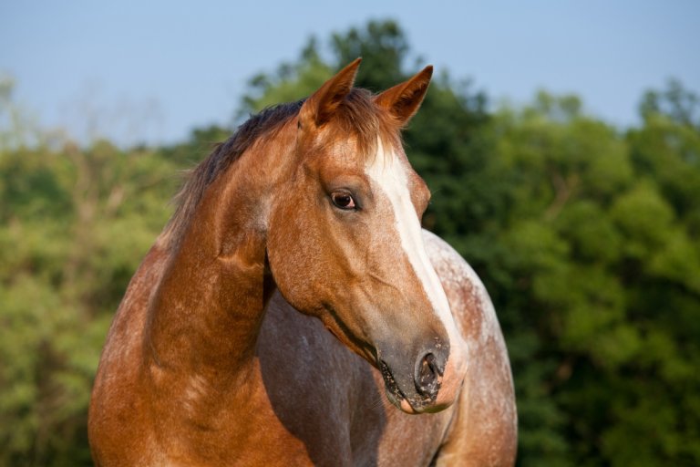 Paint Horse Tobiano vs Overo InDepth Comparison Guide