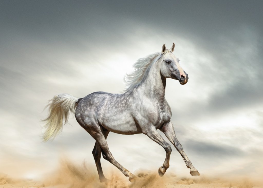 How Fast Can an Arabian Horse Run InDepth Analysis