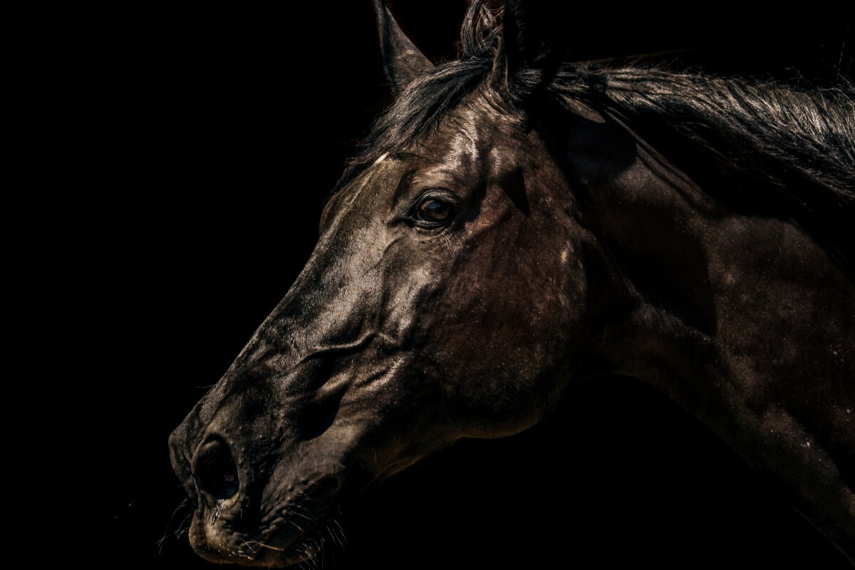 Dark Brown Quarter horse head portrait