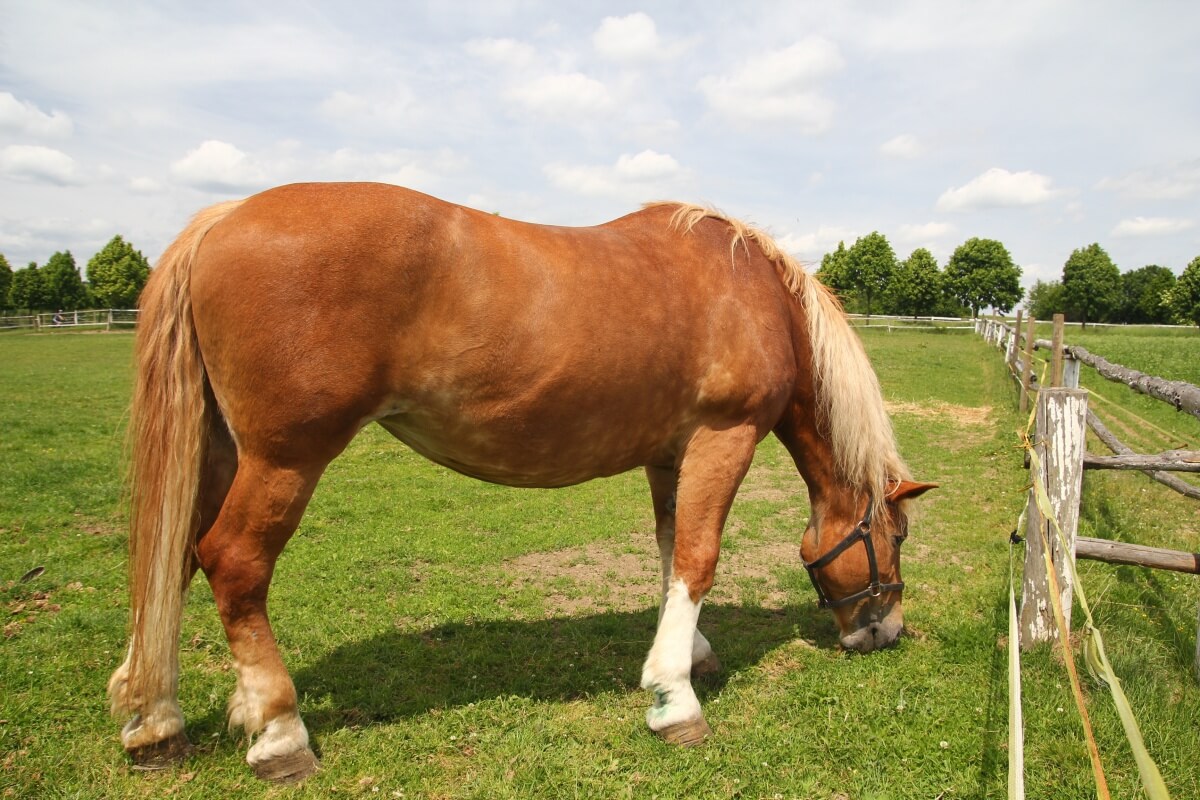 Draft Horse Grazing