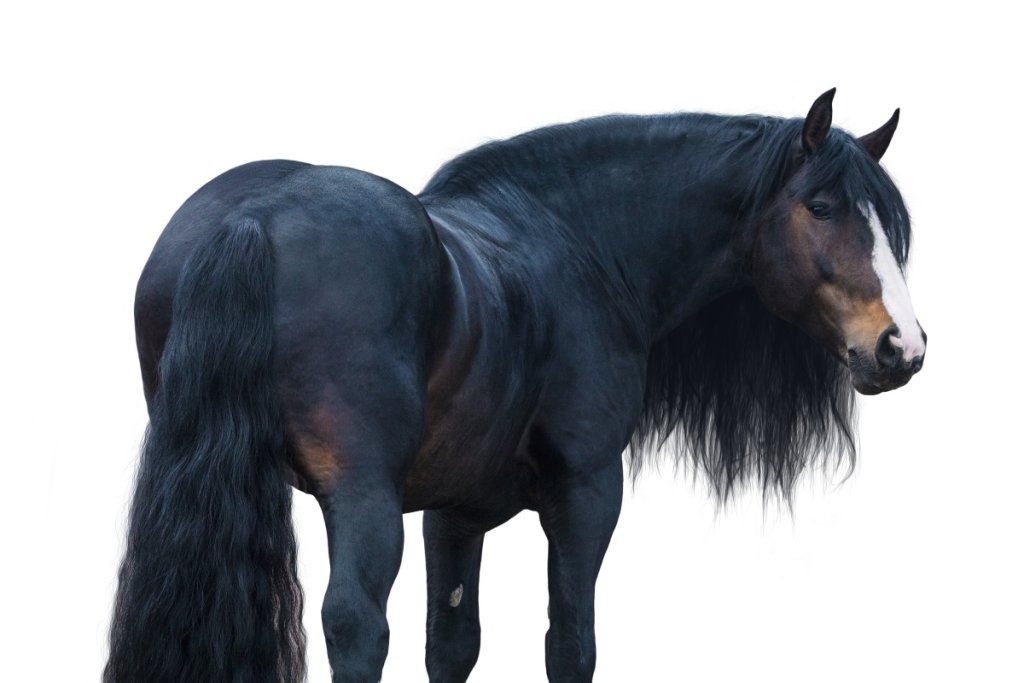Draft Horse vs Riding Horse Comparing Strengths and Suitabilities