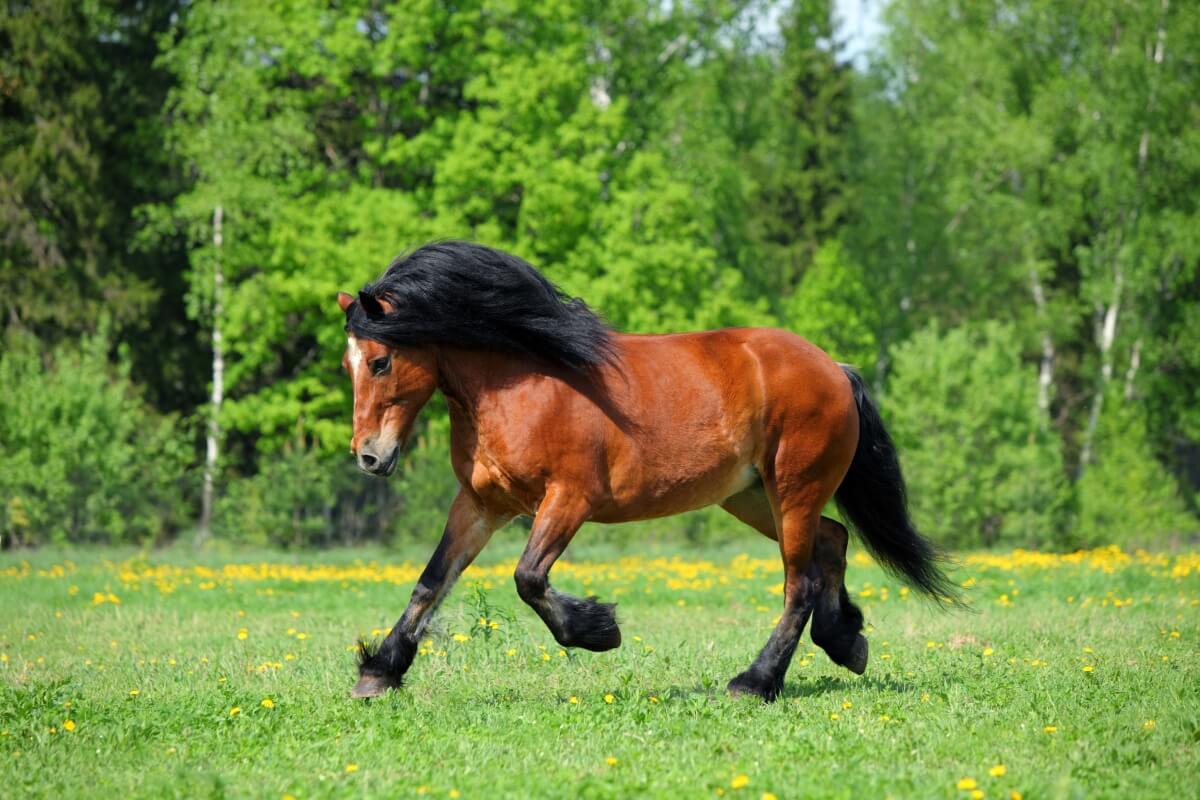 Draft Horse Running in Wild