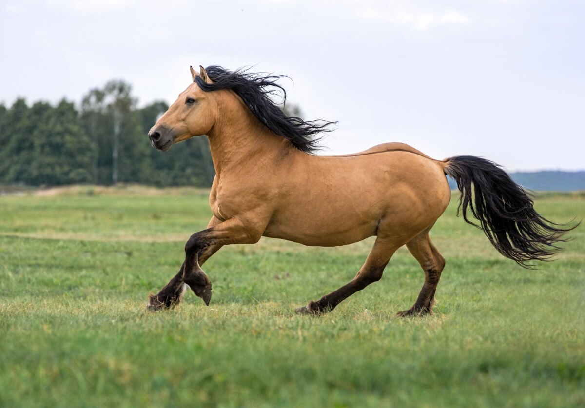 Draft Horse Running