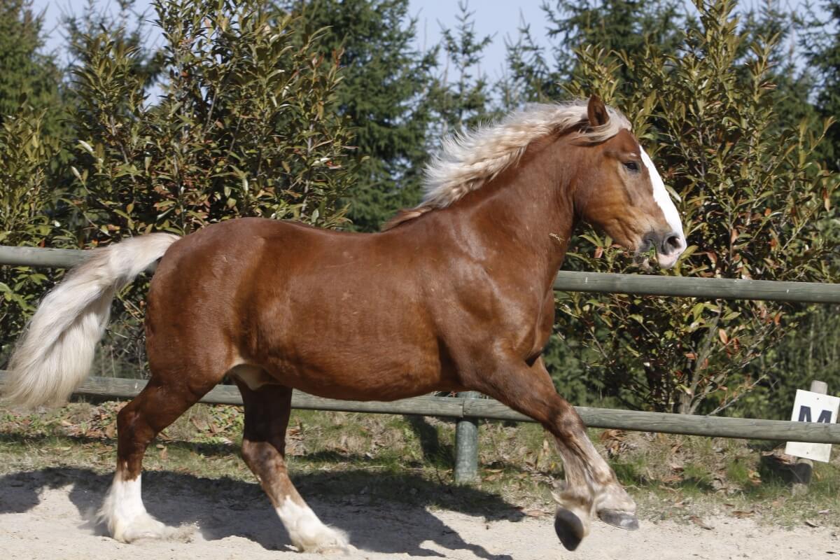Draft Horse vs Riding Horse: Comparing Strengths and Suitabilities
