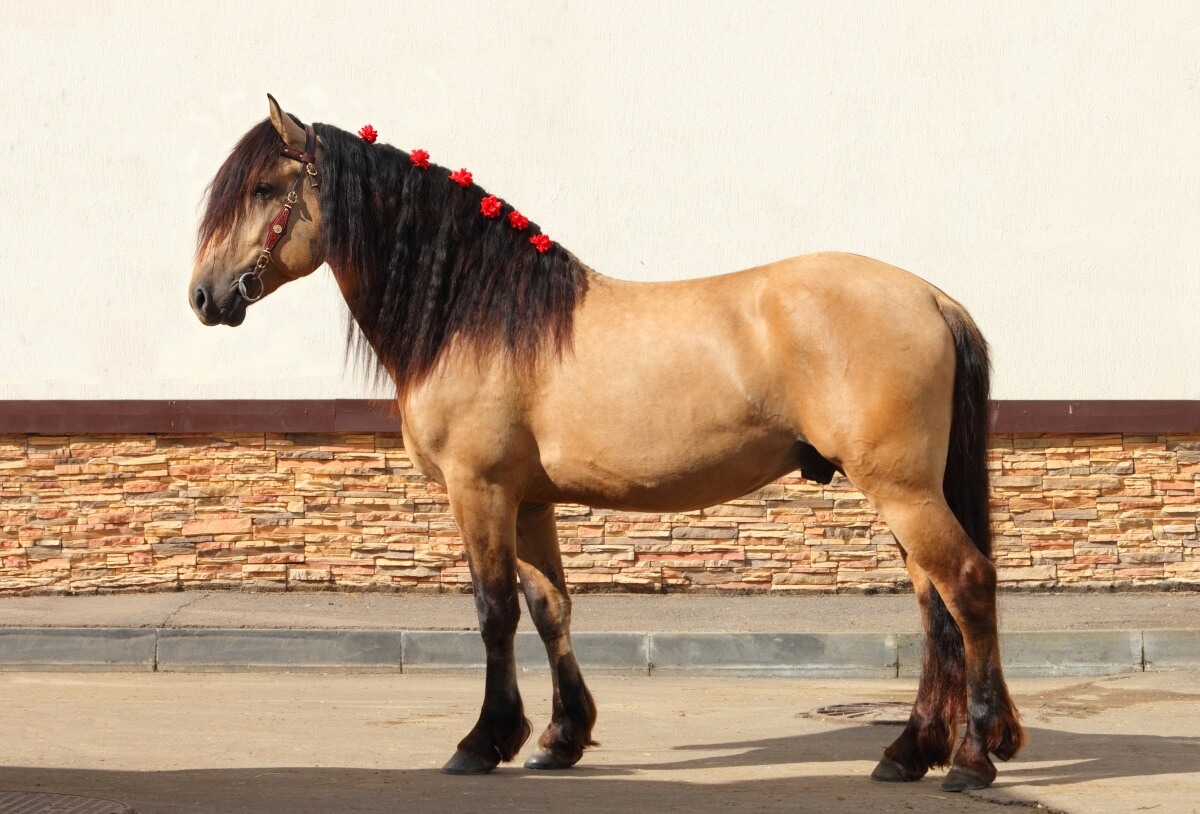 Draft horse show at the Parade