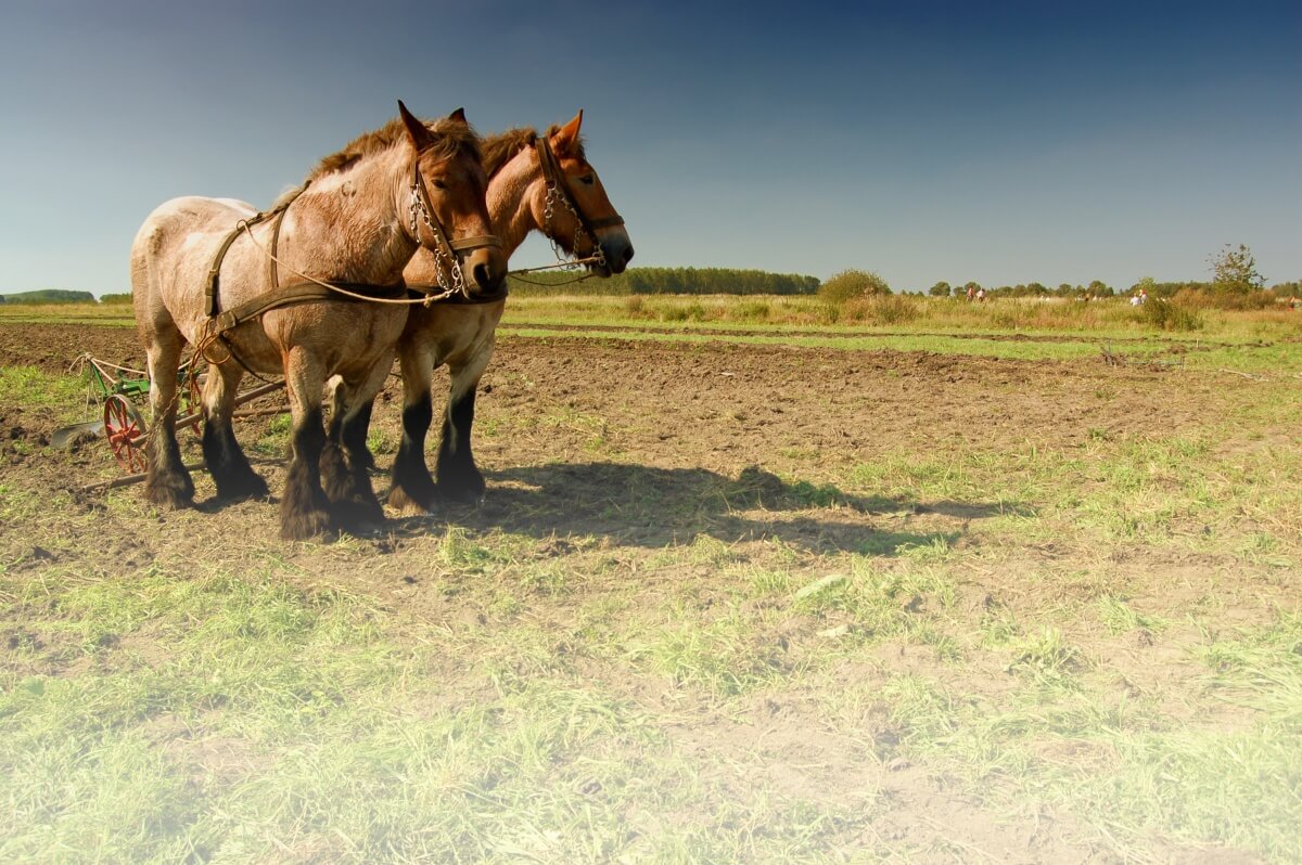 Draught horses with a plough
