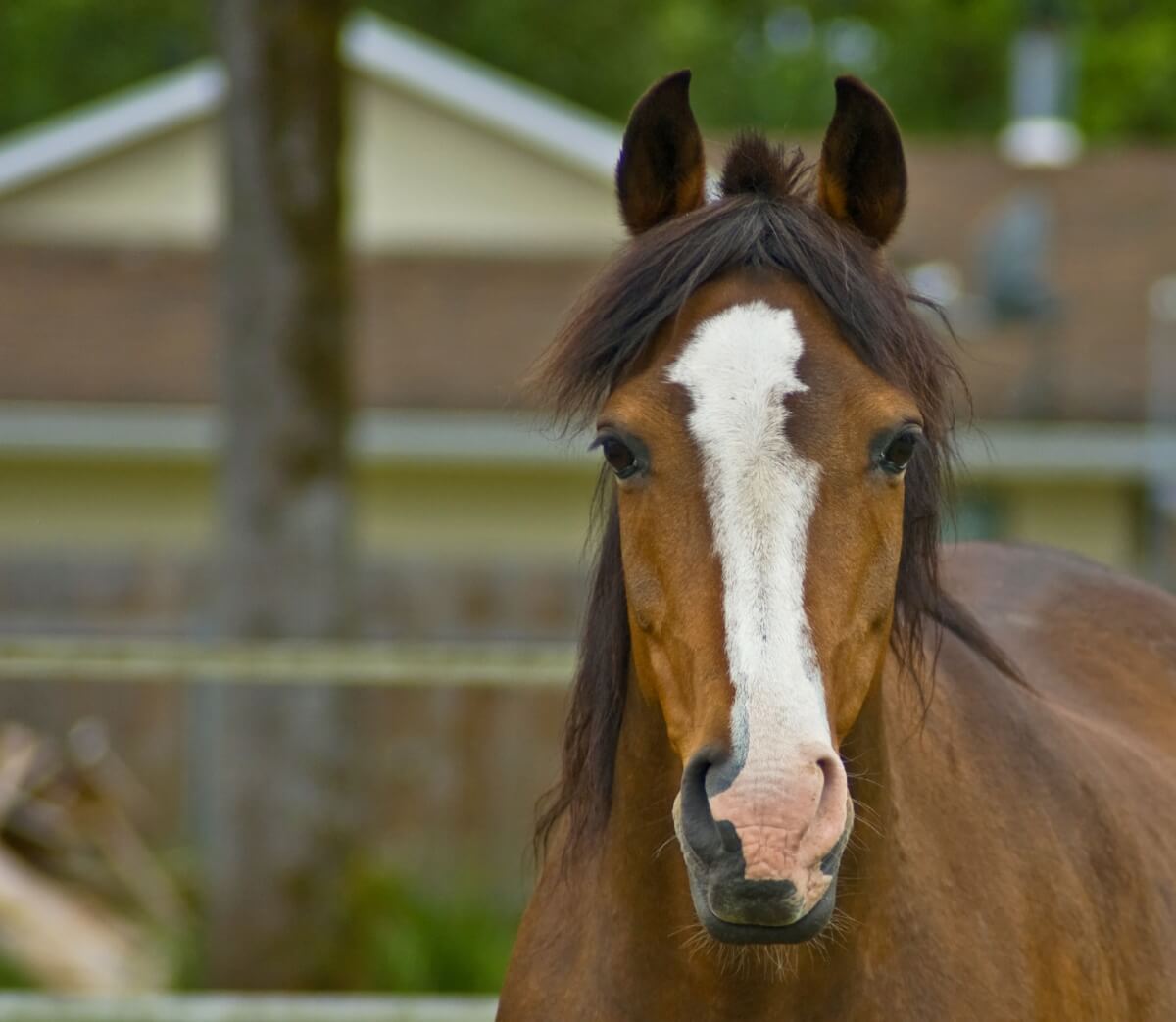 Elegant looking Brown quarter horse close up