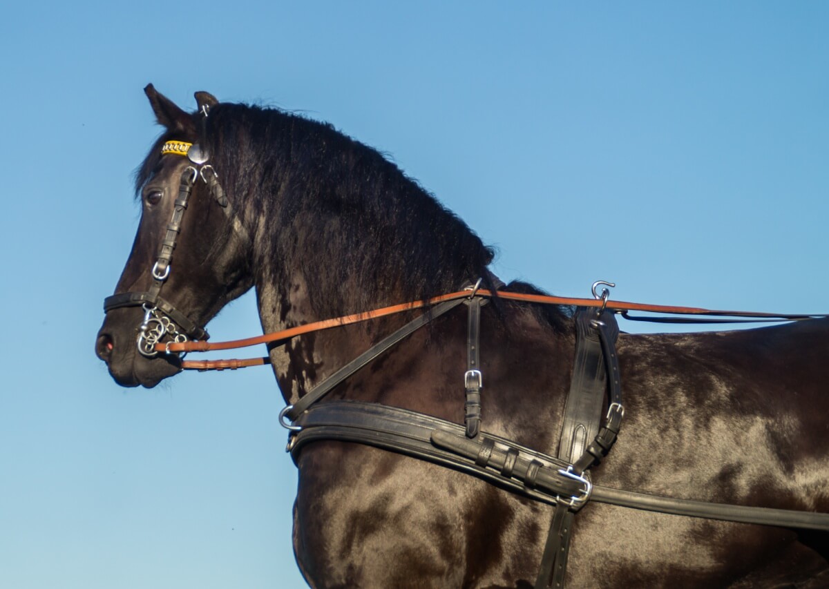Friesian Draft Horse