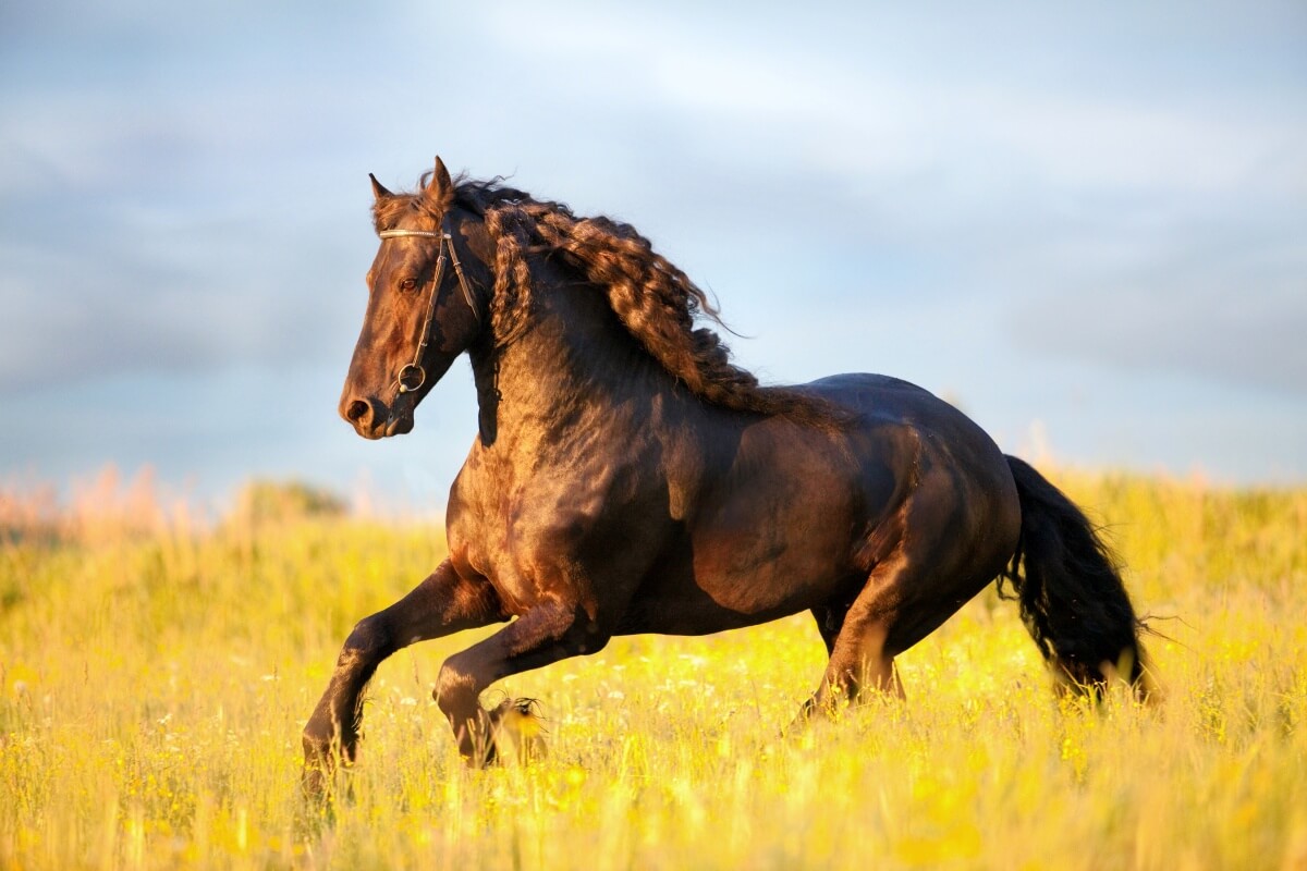 Friesian horse runs gallop in field