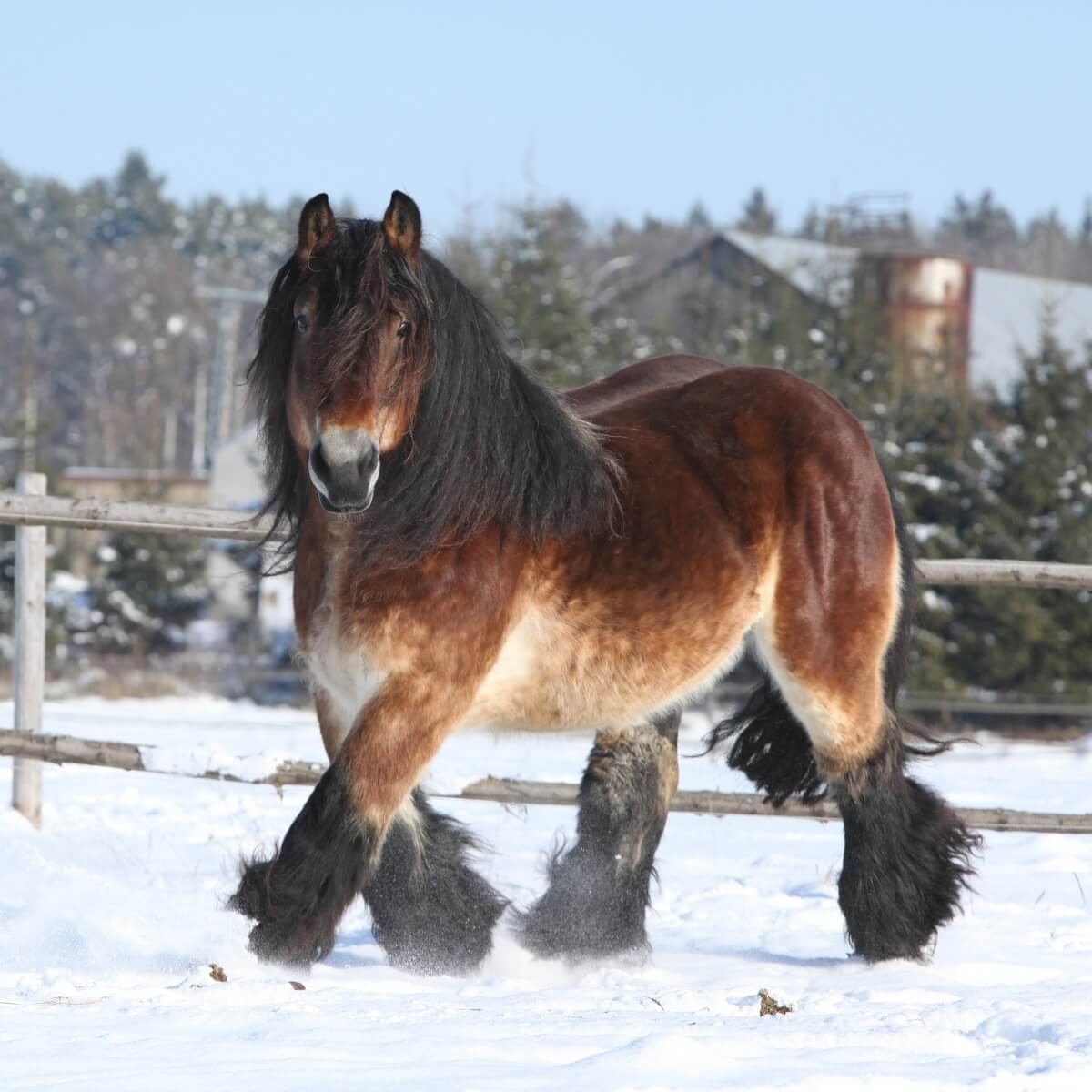 Gorgeous dutch draught horse